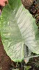 Alocasia géant (Alocasia robusta) - 1 graine germée Voir les images du produit 2