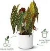 A potted plant with spotted leaves in a white pot, with marketing graphics on the side. Anteprima dell’immagine prodotto