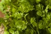 SAFLAX - BIO - kerblík - Anthriscus cerefolium - 800 Semena Náhled obrázku produktu 7