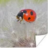 MuchoWow® Poster Marienkäfer auf Löwenzahn 50x50 cm - Produktbild-Vorschau 1