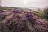 ARTland Leinwandbild Blühende Heidelandschaft auf Sylt Produktbild-Vorschau 1