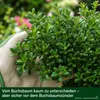 Stauden Gänge 5 x Ilex crenata 'Stokes' - Niedriger Berg Produktbild-Vorschau 3