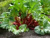 A rhubarb plant growing in soil. Produktbild-Vorschau