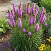 Bloomique - Lot de 3 - Liatris spicata 'Kobold' - Liatris Voir les images du produit 3