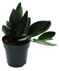 Scindapsus treubii "Dark Form" - schwarze Efeutute - 12cm Produktbild-Vorschau 1
