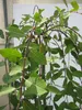 Hochstamm Hängende Kätzchenweide - Salix caprea Pendula - Produktbild-Vorschau 2