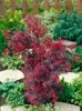 Acer palmatum 'Shaina', Japanischer Ahorn, kompakt, 60–80 Produktbild-Vorschau 14