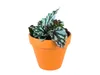 Gardners Begonia rex mix, priemer 6 cm Náhľad obrázku produktu 8
