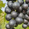 Winorośl Muscat Bleu 2L Podgląd zdjęcia produktu 6