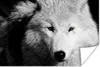 MuchoWow® Poster In der Nähe Ansicht Wolf in Schwarz und Produktbild-Vorschau 1