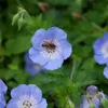 Bloomique - Zestaw 3 sztuk - Geranium Johnsons Blue - Podgląd zdjęcia produktu 3