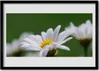 Bild 100x70 MDF-Rahmen Wandkunst Daisy auf Wand Produktbild-Vorschau 1