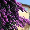 Bougainville - 2 Stk - Bougainvillea 'Alexandra' - Höhe Produktbild-Vorschau 5