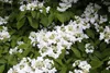 Viburnum plicatum 'Summer Snowflake', Japanischer Produktbild-Vorschau 6