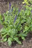 Salvia officinalis 'Berggarten', Küchensalbei, aromatisch, Produktbild-Vorschau 2