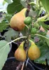 Feigenbaum ´BORNHOLM´S DIAMANT´ 30-40 cm, Cont. 2 l Produktbild-Vorschau 5