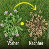 Roundup Rasen-Unkrautfrei 250ml Konzentrat gegen Produktbild-Vorschau 4
