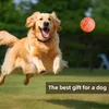 A golden retriever dog is jumping in the air to catch an orange ball in a grassy park. Podgląd zdjęcia produktu