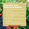 Monatserdbeere Rügen | Monatserdbeerensamen von Dürr Samen Produktbild-Vorschau 5