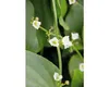 Wasserpflanze Echinodorus argentinensis Produktbild-Vorschau 5