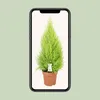 Cupressus Goldcrest Wilma - 80-90cm - Ø21cm - Zimmerpflanze Produktbild-Vorschau 4