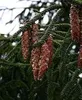 Picea orientalis Aurea - Orientalische Goldfichte - 80-100 Produktbild-Vorschau 2