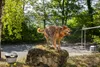 Kärcher Waschbürste Haustier Produktbild-Vorschau 4