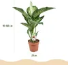 Green BoutiQ - Green is... Plantes d'intérieur - Voir les images du produit 3