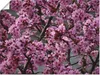 ARTland Poster Japanische Zierkirschen Blüte Größe: 60x45 Produktbild-Vorschau 1