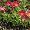 6x Saxifraga (A) Carpet Purple Robe P9H20 Produktbild-Vorschau 2