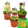 Starter-Set für fleischfressende Pflanzen – 3 Pflanzen + Produktbild-Vorschau 1