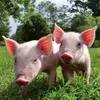 Wandkalender 2027 Schweinchen / Piggies 30x30 cm mit Extra Produktbild-Vorschau 12