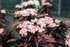 Sambucus nigra 'Black Tower'® ('eiffel01') - Rotlaubiger Produktbild-Vorschau 1