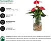 Dehner Waterplant Flamingoblume, Anthurium Red Champion, Produktbild-Vorschau 2