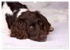 Faszination Jagdhund - Kleiner Münsterländer (Wandkalender Produktbild-Vorschau 13