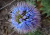 SAFLAX  - Orgoglio di Madeira - 100 semi - Echium Anteprima dell’immagine prodotto 7