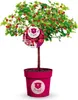 BALDUR Garten 1x Himbeer-Baum Raspbeary® mit Stamm & Krone, Produktbild-Vorschau 3