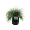 6 x Blauschwingel - Festuca glauca 'Elijah Blue'  | Topf Produktbild-Vorschau 2