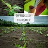 Darjeeling Bananen Samen (Musa sikkimensis) - Winterharte Produktbild-Vorschau 4