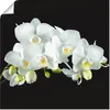 ARTland Poster Weiße Orchidee auf schwarzem Hintergrund Produktbild-Vorschau 1