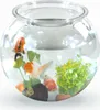 A clear, well-lit studio shot of a small, round fishbowl filled with water and containing three goldfish, aquatic plants, and a dark rock. Produktbild-Vorschau