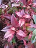 Leucothoe walteri Scarletta ® / Zeblid - Traubenheide - Produktbild-Vorschau 2