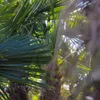 XXL Palme winterhart Lieferhöhe ca.: 140 - 160 cm Produktbild-Vorschau 9