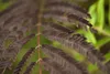 Albizia julibrissin 'Summer Chocolate', Seidenbaum, Produktbild-Vorschau 2
