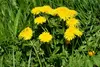 SAFLAX - BIO - Löwenzahn - Taraxacum officinale - 400 Samen Produktbild-Vorschau 9