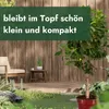 A potted dwarf cherry tree is displayed on a wooden deck with a chair and small table in the background, set against a wooden wall. Produktbild-Vorschau