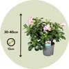 Rose du désert - Adenium obesum 'Pink Star' - Hauteur Voir les images du produit 2