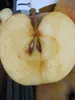 Malus Schöner aus Boskoop - Winterapfel Schöner aus Boskoop Produktbild-Vorschau 2