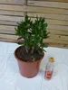 [Palmenlager] Crassula ovata 50 cm - 24 cm Ø Topf - Produktbild-Vorschau 3