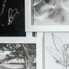 A collage of four framed black and white images, including a sketch of a flower, a photograph of dandelion seeds, a sketch of a flower, and a photograph of a tree and landscape. Produktbild-Vorschau